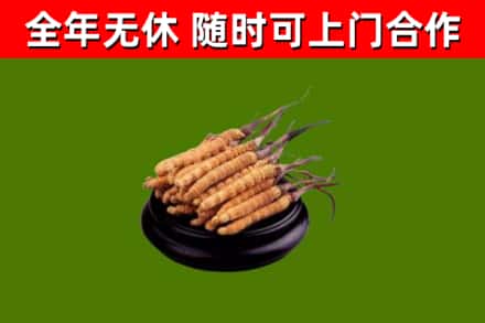 威县回收散虫草