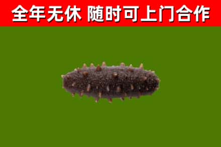 威县回收海参干